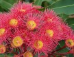 Floriterapia Australiana